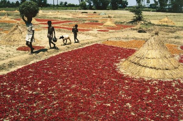 Drying chillies red peppers at Kalingapatnam (photo)  à 