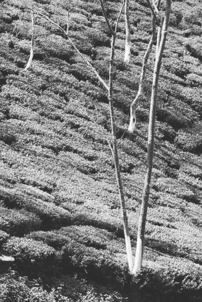 Form of trees in tea garden (b/w photo)  à 