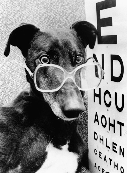 greyhound bitch wearing glasses à 