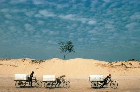 Ice blocks carried on cycle-rickshaws to a fishing village at Digha (photo) 