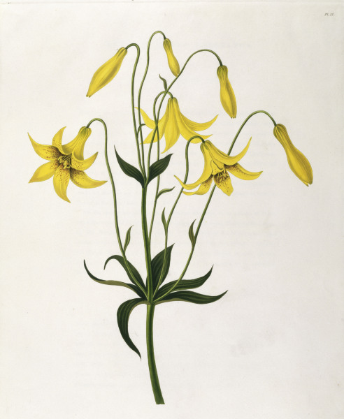 Lily / Colour Lithograph / 1831-34 à 