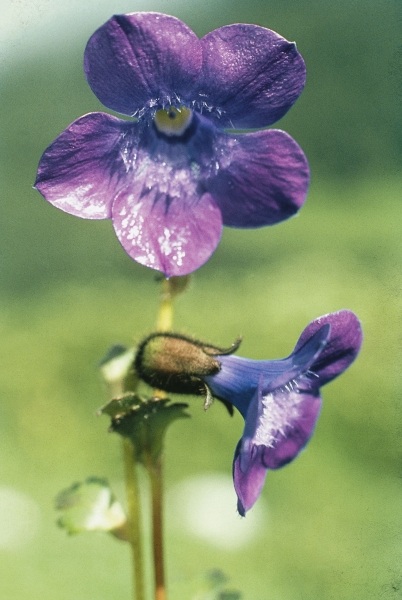 Lobed Cyananthus (Cyananthus lobatus) (photo)  à 