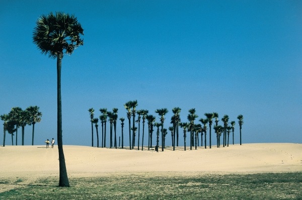 Most beautiful palm groves (photo)  à 