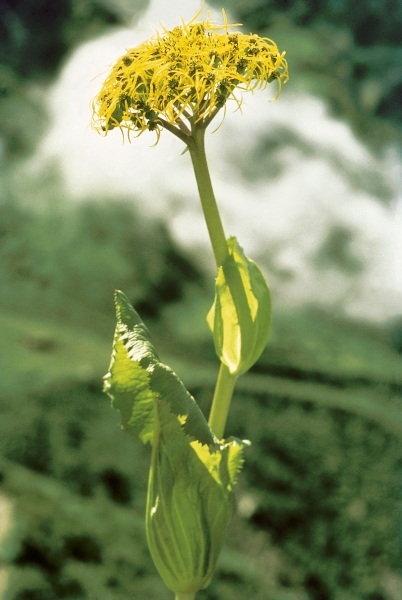 Sheathing Groundsel (Ligularia ampexicaulis) (photo)  à 