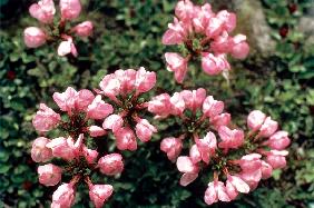 Salmon Coloured Louse-Wort (Pedicularis rhinanthoides) (photo) 