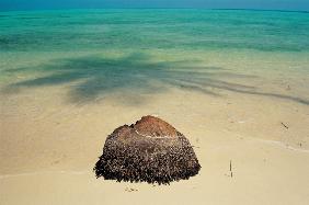 Stump of coconut trunk and shadow of tree (photo) 