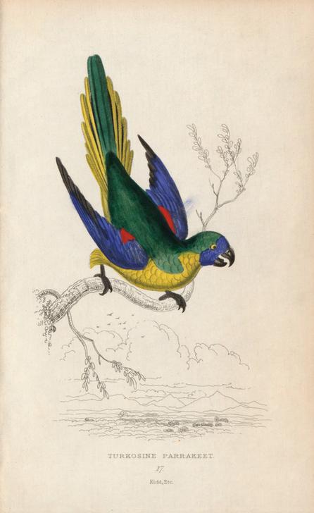 Turquoise parrot, Neophema pulchella. Turkosine parrakeet à 