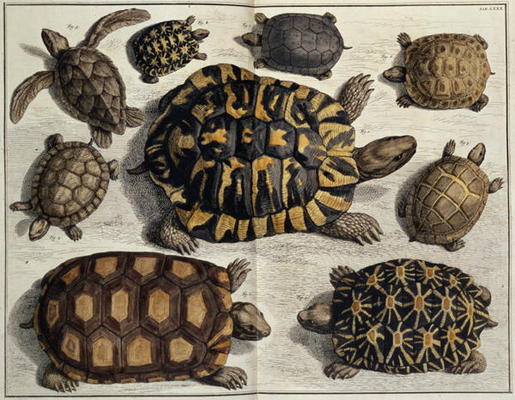 Turtles: from Albert Seba's Locupletissimi Rerum Naturalium, c.1750 (hand coloured engraving) à 