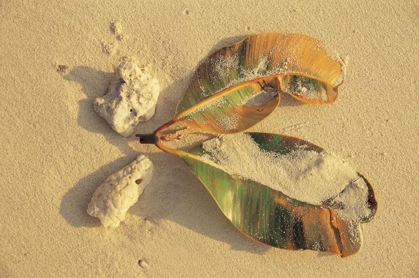 Undi Callophylum erinophyllum leaves partly dry (photo)  à 