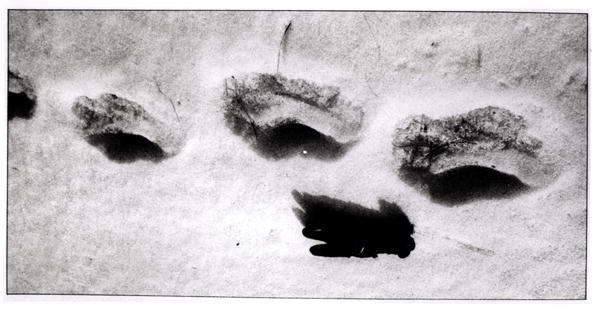 Yeti footprints in the snow (b/w photo)  à 
