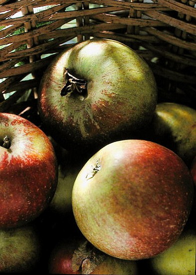 Cox''s apples in basket, 1994 (colour photo)  à Norman  Hollands