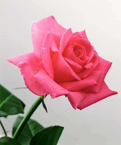 Pink Rose, 2005 (colour photo)  à Norman  Hollands
