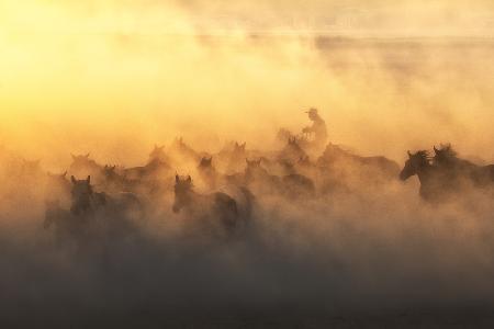 Yılkı Horses