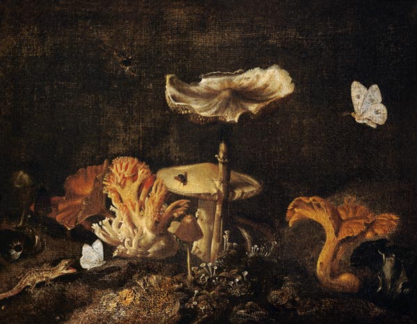 Still Life with Mushrooms and Butterflies à Otto Marseus van Schrieck