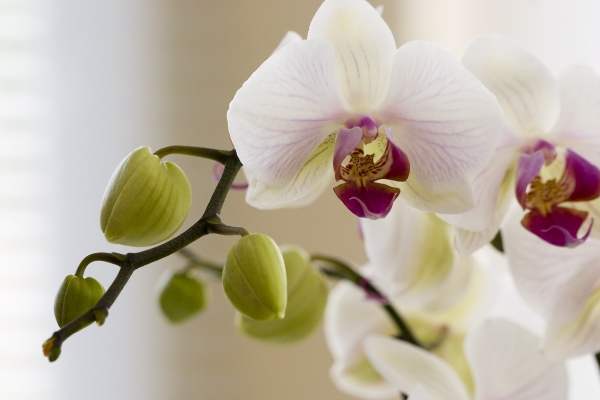 Orchidee à 