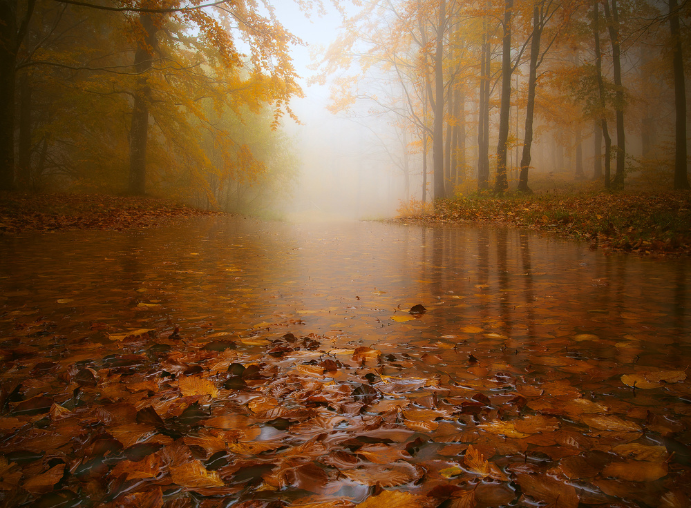 AUTUMN FLOODING à Paolo Lazzarotti