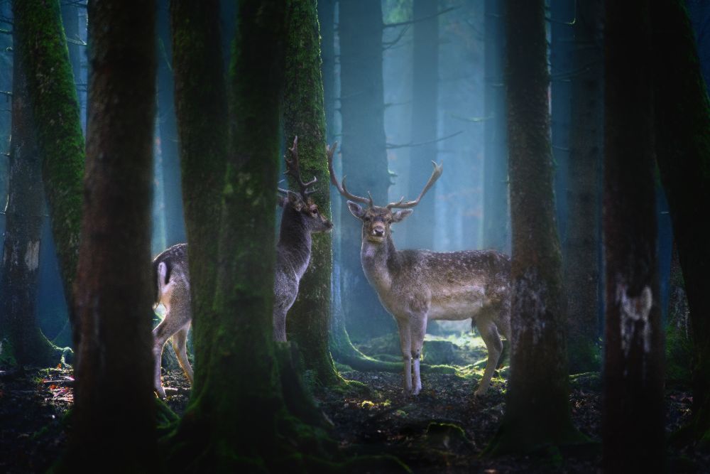 Deers à Patrick Aurednik