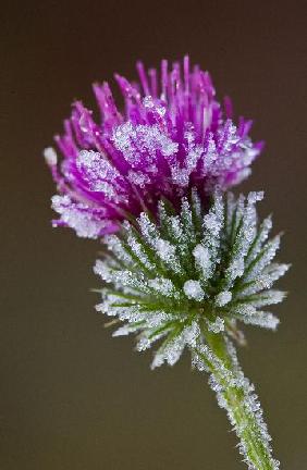 Distel mit Raureif