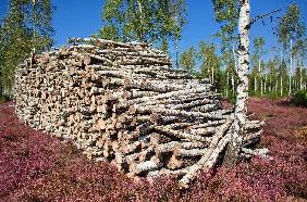 Heidekrautblüte im Naturschutzgebiet