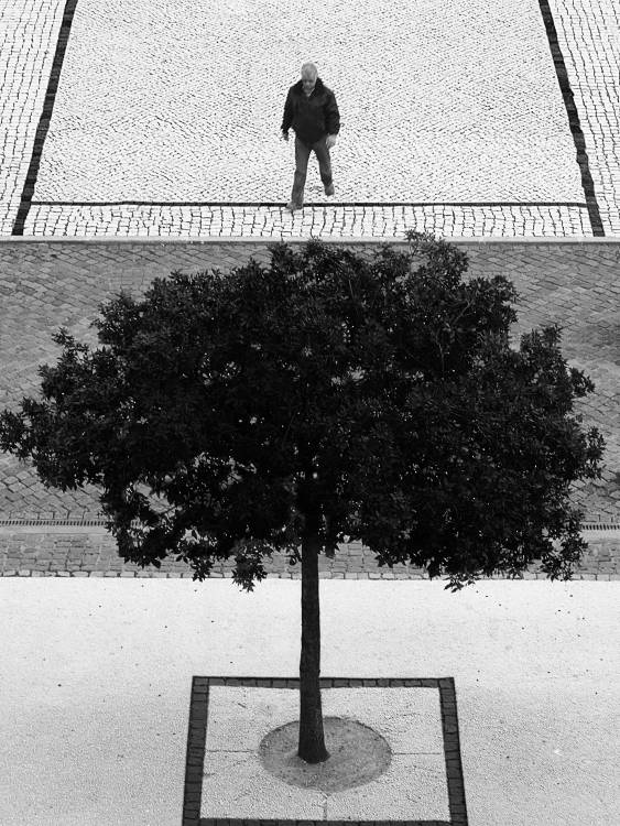Two Silver Trees à Paulo Abrantes