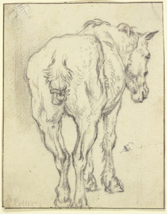 Pferd mit zusammengebundenem Schweif in Rückansicht à Paulus Potter