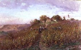 Récolte de raisin sur les collines d'Arve