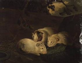 Primitive Study of Guinea Pigs