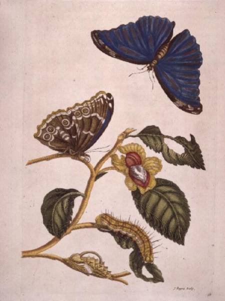 Butterflies and Caterpillars à P.Huytec