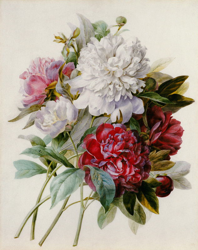 A Bouquet Of Red, Pink And White Peonies à Pierre Joseph Redouté