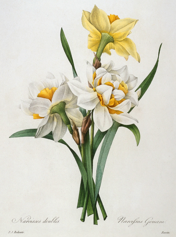 Daffodil / Redouté à Pierre Joseph Redouté