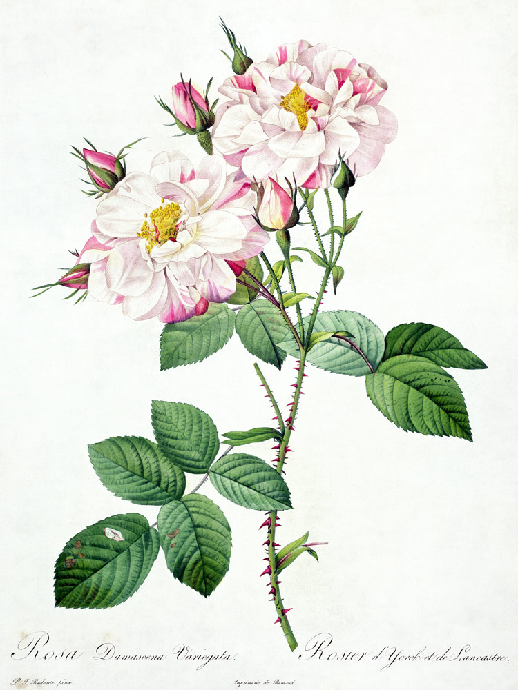 Rosa damascena variegata (York and Lancaster rose), engraved by Bessin, from 'Les Roses' à Pierre Joseph Redouté