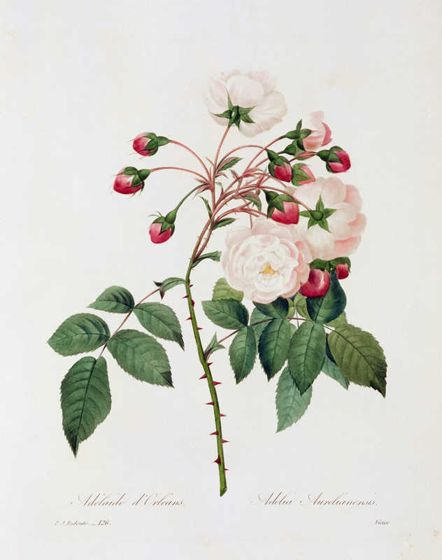 Rose Adelia Aurelianensis / Redouté 1835 à Pierre Joseph Redouté