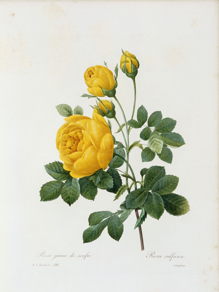 Yellow Rose / / Redouté 1835 à Pierre Joseph Redouté