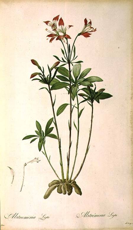 Alstraemeria Ligtu, from `Les Liliacees' à Pierre Joseph Redouté