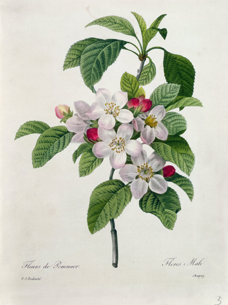 Apple Blossom, from 'Les Choix des Plus Belles Fleurs' à Pierre Joseph Redouté