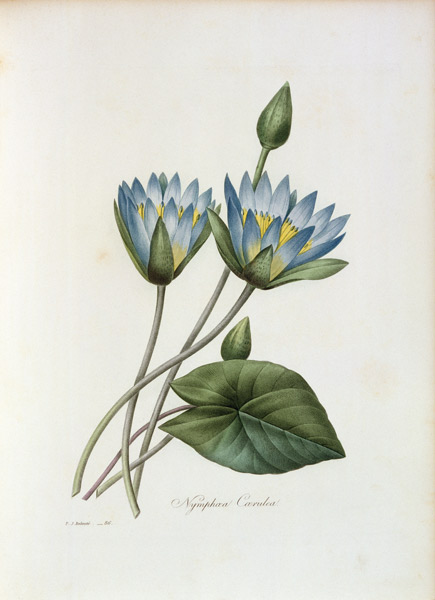 Blue Lotus / Redouté à Pierre Joseph Redouté
