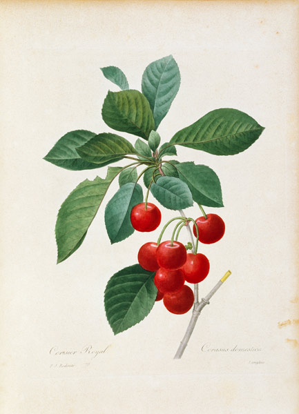 Cherry / Redouté à Pierre Joseph Redouté