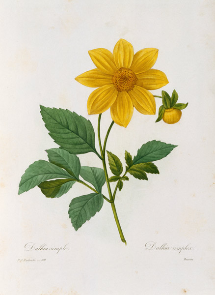 Dalea simplex, engraved by Bessin, from 'Choix des Plus Belles Fleurs' à Pierre Joseph Redouté