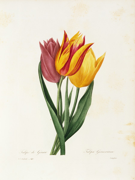 Didier s tulip / Redouté à Pierre Joseph Redouté