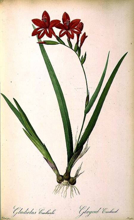 Gladiolus Cardinalis, from `Les Liliacees' à Pierre Joseph Redouté