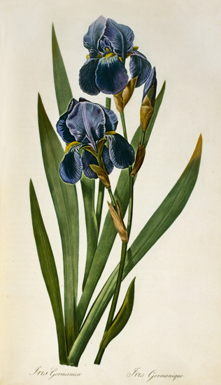Iris Germanica, from `Les Liliacees' à Pierre Joseph Redouté