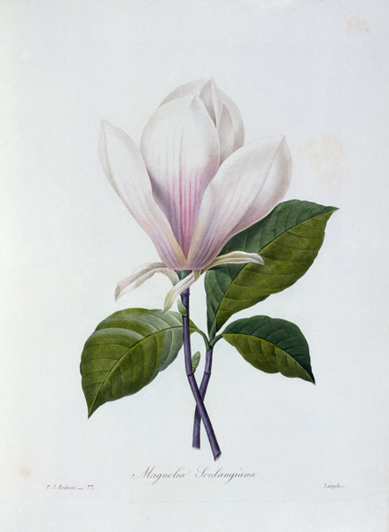 Magnolia / Redouté à Pierre Joseph Redouté