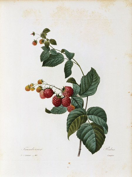 Raspberry / Redouté à Pierre Joseph Redouté