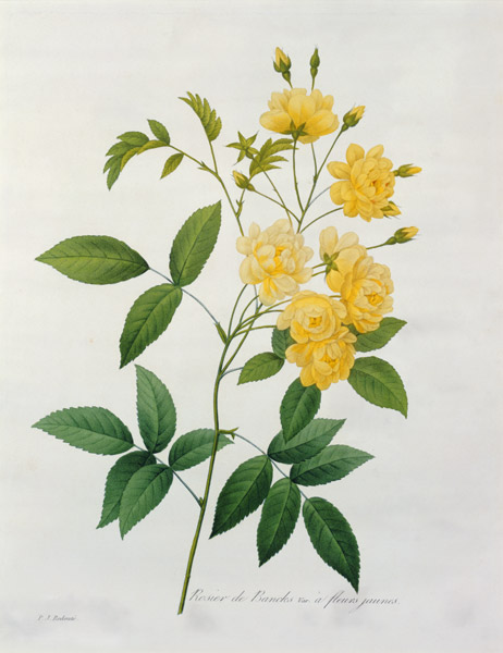 Rosa banksiae (Banks's rose), from 'Choix des Plus Belles Fleurs' à Pierre Joseph Redouté