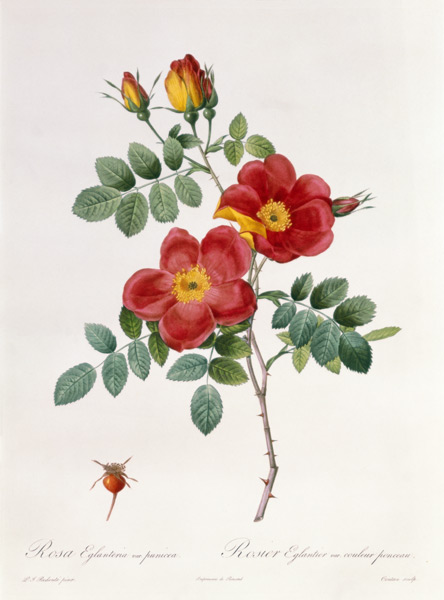 Rosa Eglantera Punicea à Pierre Joseph Redouté