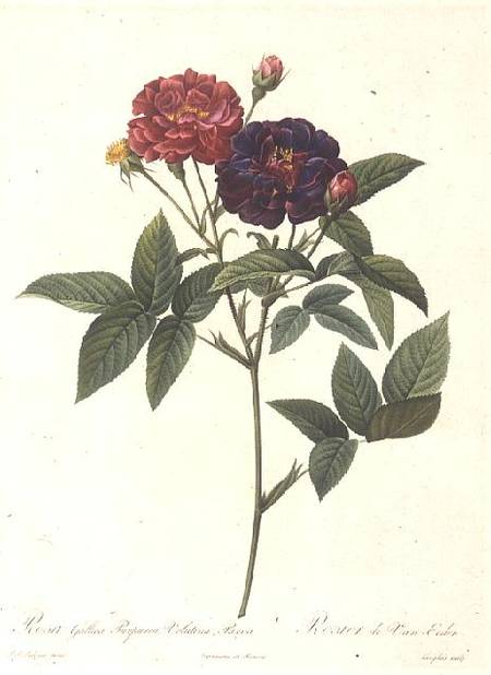 Rosa Gallica Purpurea Velutina, Parva à Pierre Joseph Redouté