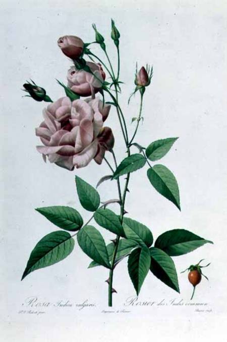 Rosa Indica Vulgaris, engraved by Bessin, from 'Les Roses', Vol II à Pierre Joseph Redouté