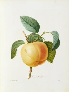 Pomme, Calville blanc 