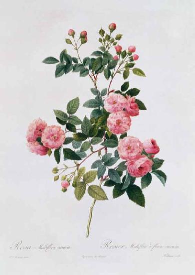 Rose Multiflora Carnea