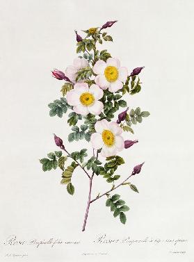 Rosa Pimpinelli-Folia Inermis